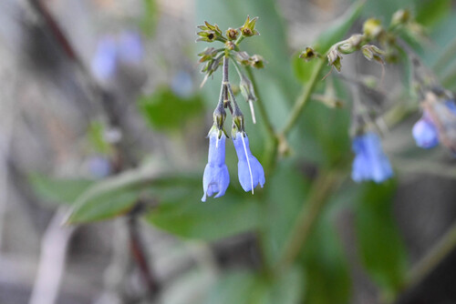 Franciscan bluebells (Mertensia franciscana)