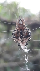 Verrucosa meridionalis