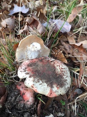 Russula