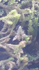 Verrucosa meridionalis