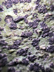 Bathelium carolinianum