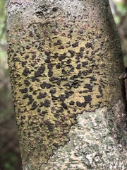 Bathelium carolinianum