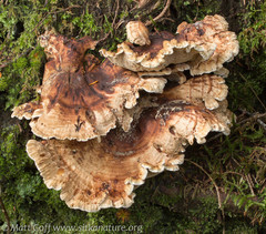 Sarcodon stereosarcinon