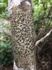 Bathelium carolinianum