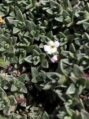 Junellia minima