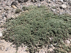 Junellia minima