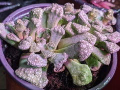 Titanopsis