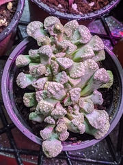 Titanopsis