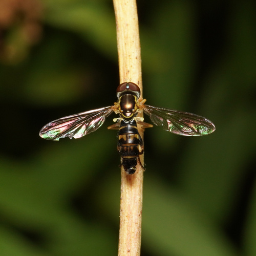 Unknown species found near Northgate Park, Durham, NC, USA