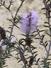 Melaleuca striata