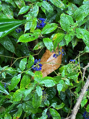 Emma, CC BY, iNaturalist via GBIF Palicourea cyanococca, photograph Emma, CC BY, iNaturalist via GBIF