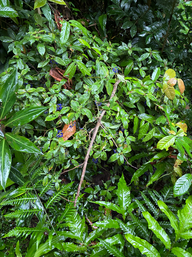 Palicourea cyanococca, photograph 5