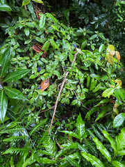 Emma, CC BY, iNaturalist via GBIF Palicourea cyanococca, photograph Emma, CC BY, iNaturalist via GBIF
