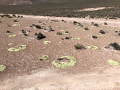 Pycnophyllum bryoides