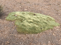 Pycnophyllum bryoides