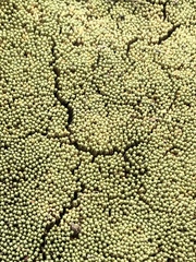 Pycnophyllum bryoides