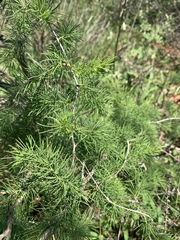 Asparagus aspergillus