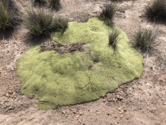 Pycnophyllum bryoides