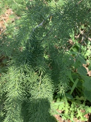 Asparagus aspergillus