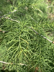 Asparagus aspergillus