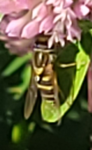 Unknown species found near Clark County, US-WA, US