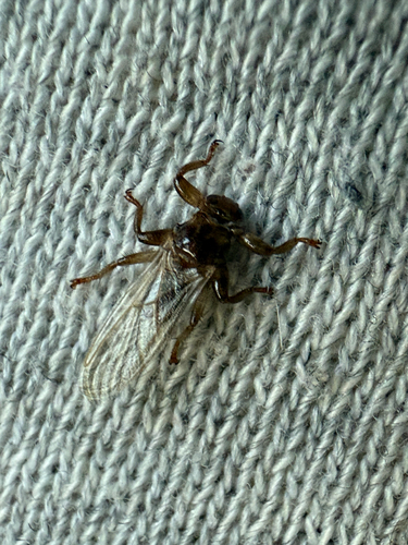 Unknown species found near Newton