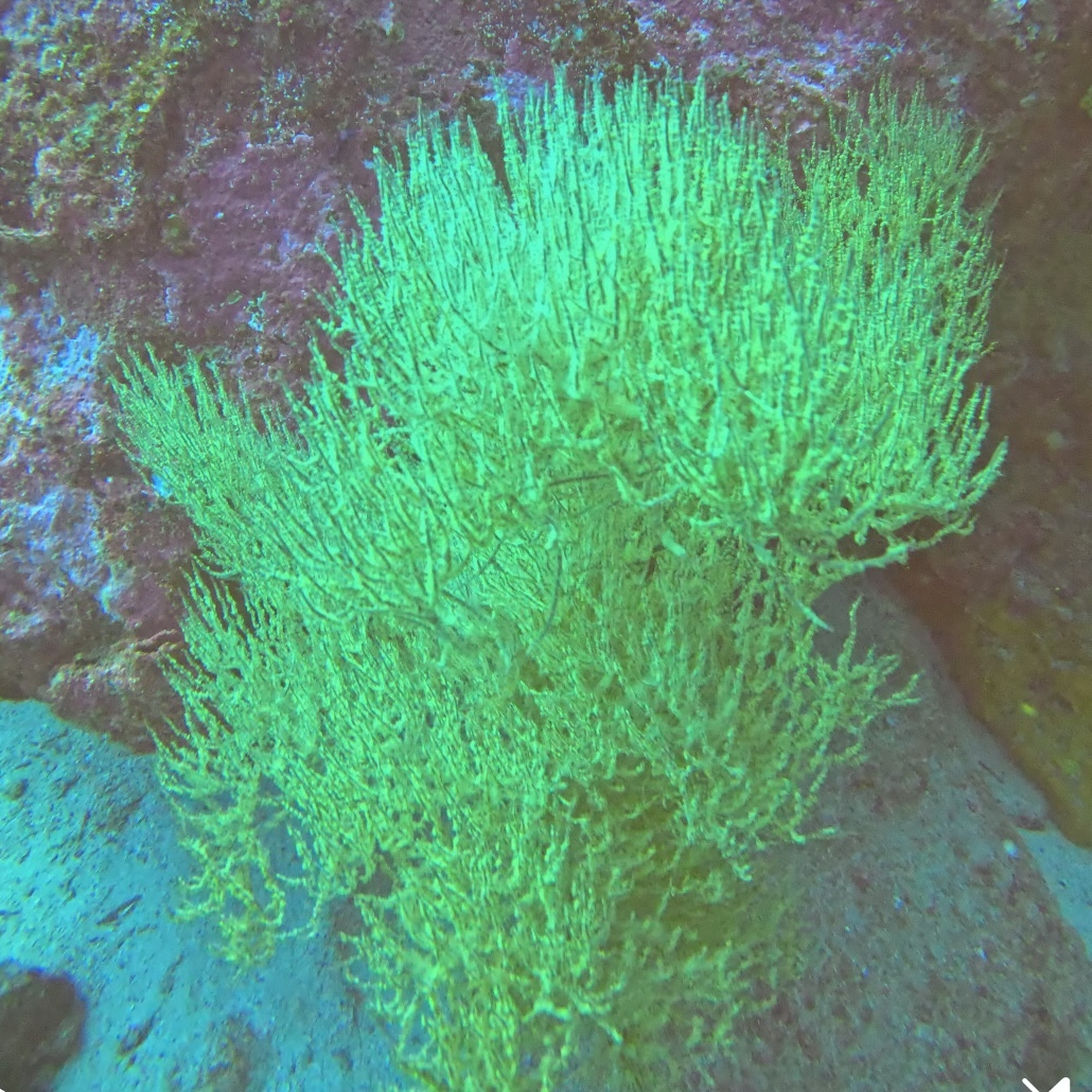 Antipathes galapagensis Deichmann, 1941
