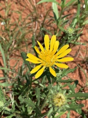 Hirpicium bechuanense