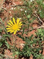 Hirpicium bechuanense