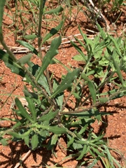 Hirpicium bechuanense