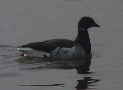 Branta bernicla