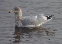 Larus argentatus