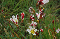 Sparaxis grandiflora