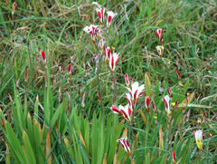 Sparaxis grandiflora