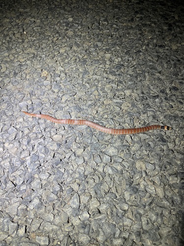 Eastern Shovel-nosed Snake sighting