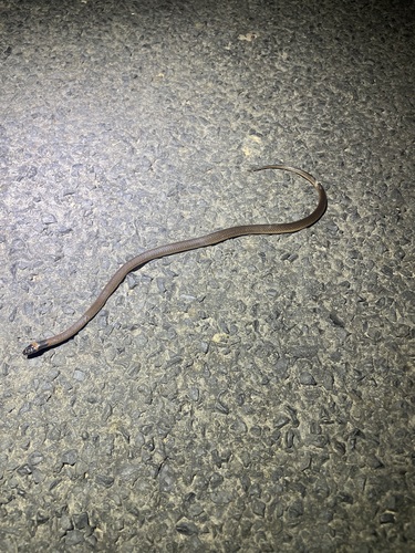 Red-naped Snake sighting