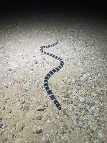 Eastern Bandy Bandy sighting