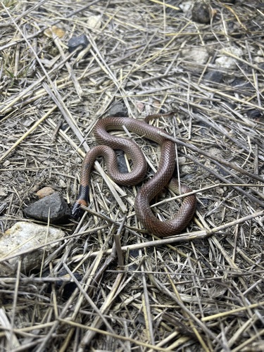 Red-naped Snake sighting