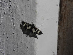 Desmia bajulalis
