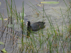 Fulica americana