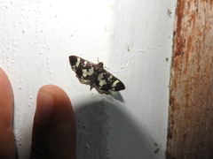 Desmia bajulalis