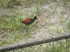 Jacana spinosa