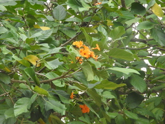 Cordia sebestena
