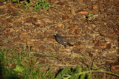 Junco hyemalis