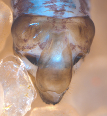 Philotarsus californicus