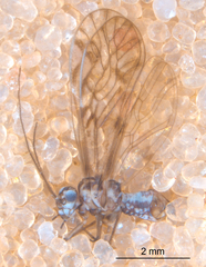 Philotarsus californicus