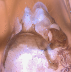 Propsocus pulchripennis