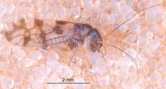 Propsocus pulchripennis
