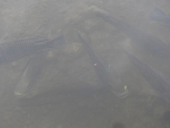 Oreochromis mossambicus
