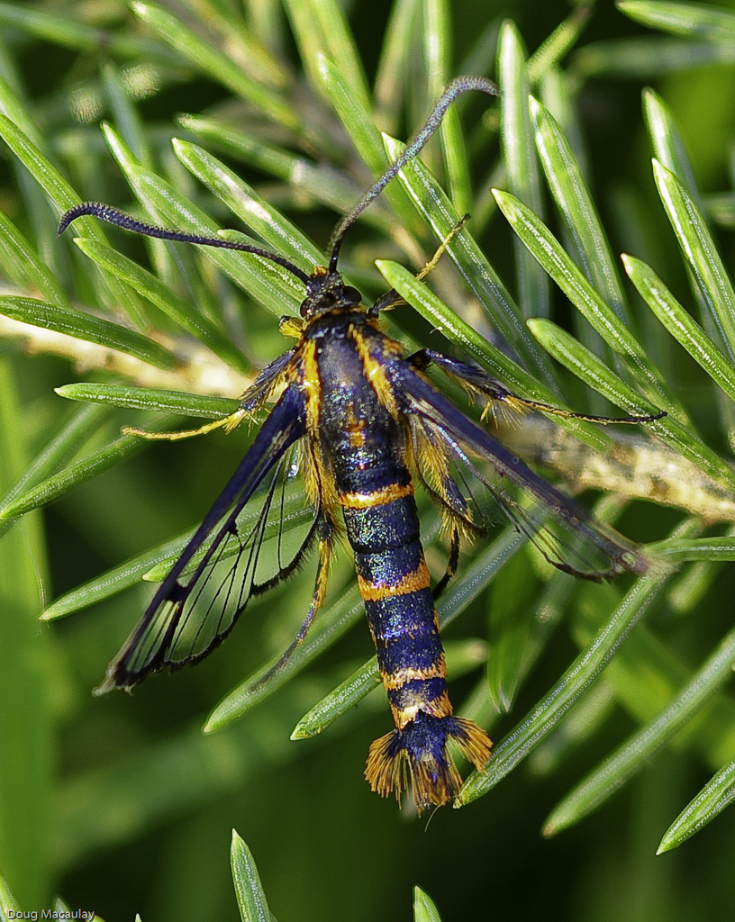 Douglas-fir Pitch Moth